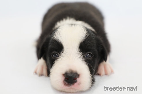 成約済の神奈川県のボーダーコリー-327517の5枚目